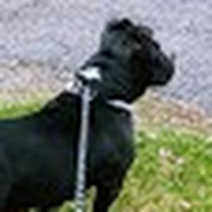 Meet your Posher, Rob